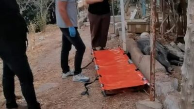 İzmir Büyükşehir Belediyesi ekipleri, ateşli silahla yaralandığı belirlenen bir domuzu,