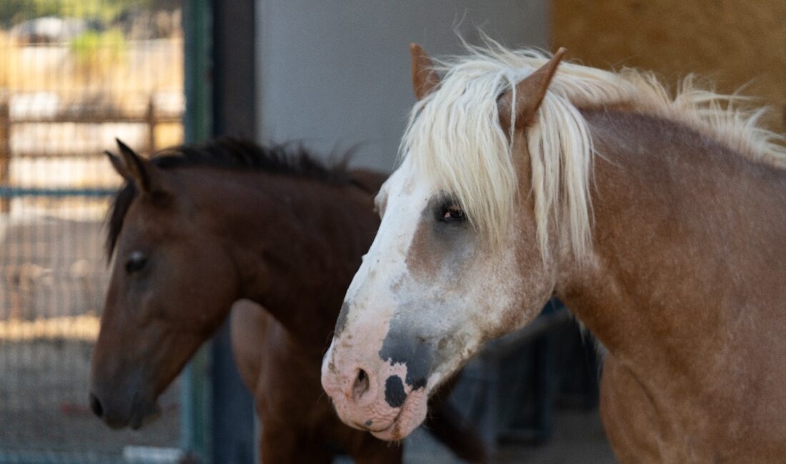 İzmir Büyükşehir Belediyesi, Pako Rehabilitasyon Merkezi'nde sağlığına kavuşan binek hayvanlarını