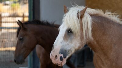 İzmir Büyükşehir Belediyesi, Pako Rehabilitasyon Merkezi'nde sağlığına kavuşan binek hayvanlarını