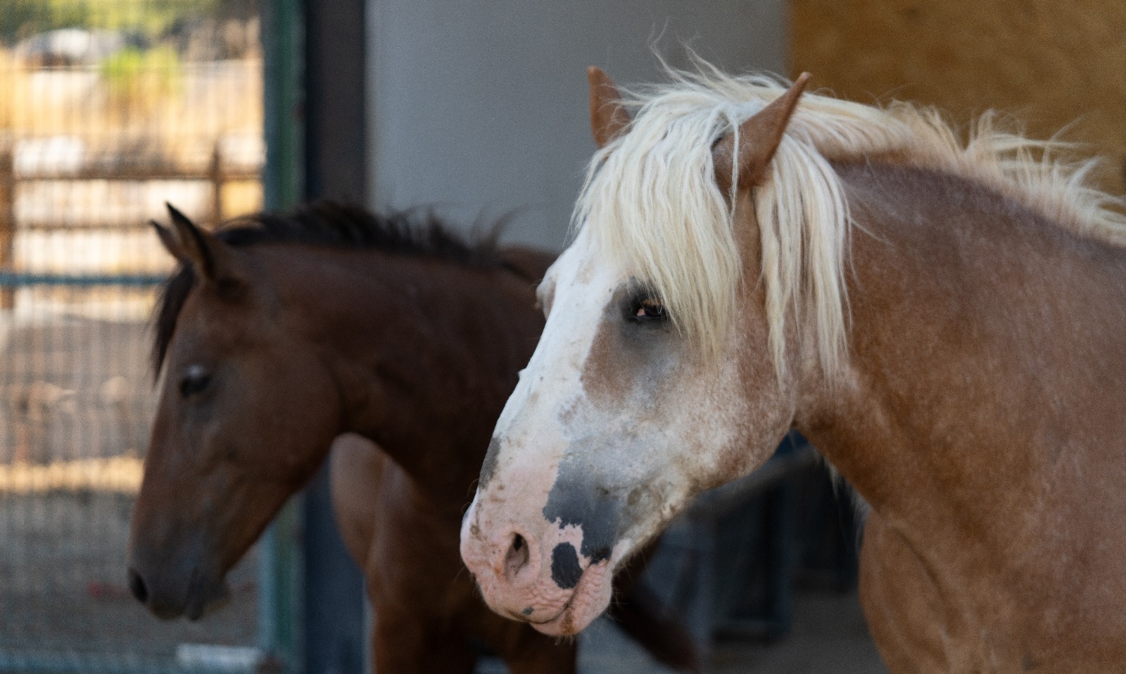 İzmir Büyükşehir Belediyesi, Pako Rehabilitasyon Merkezi'nde sağlığına kavuşan binek hayvanlarını