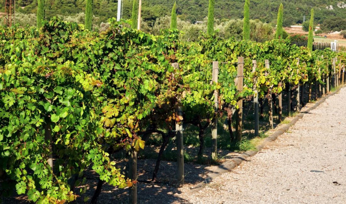 İzmir Büyükşehir Belediyesi, Iter Vitis Rotası üyeliğiyle kentin bağcılık kültürünü,