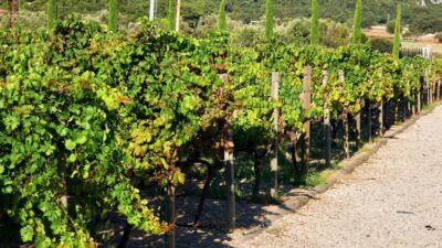 İzmir Büyükşehir Belediyesi, Iter Vitis Rotası üyeliğiyle kentin bağcılık kültürünü,