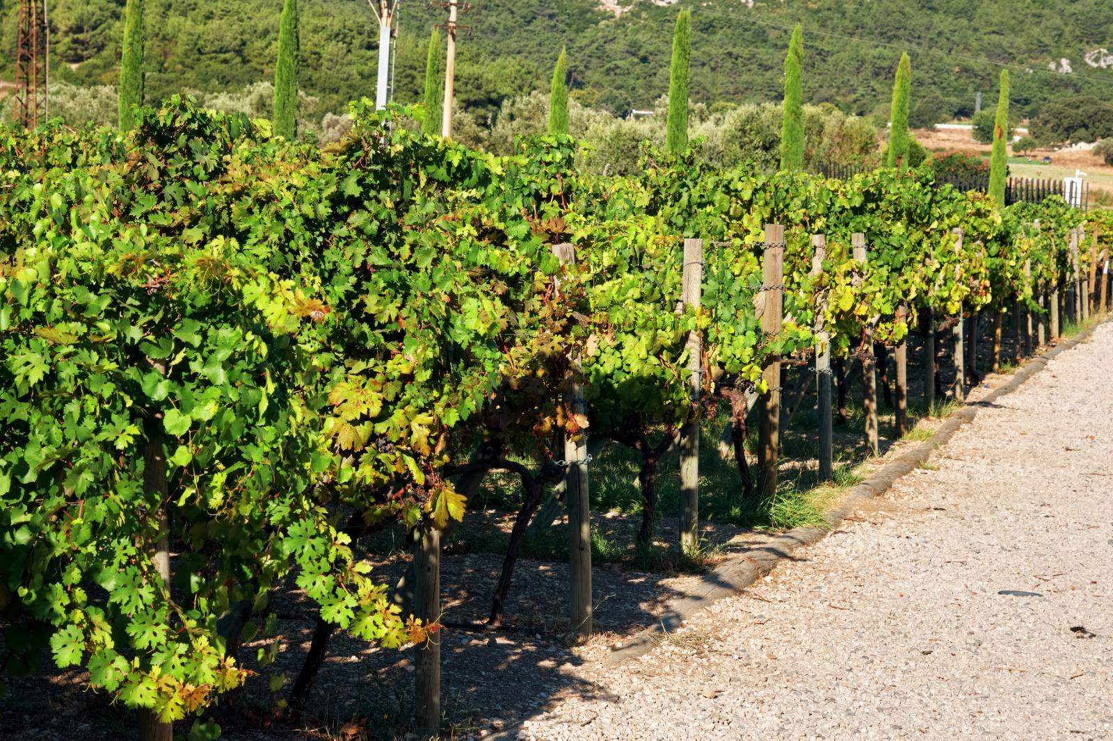 İzmir Büyükşehir Belediyesi, Iter Vitis Rotası üyeliğiyle kentin bağcılık kültürünü,
